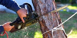 Best Tree Risk Assessment  in Cynthiana, KY