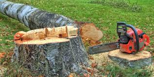 Best Lawn Grading and Leveling  in Cynthiana, KY
