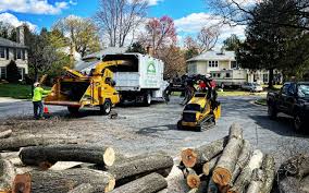 Best Tree Removal  in Cynthiana, KY