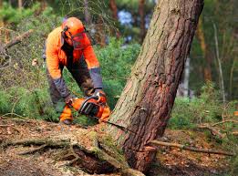 Best Utility Line Clearance  in Cynthiana, KY