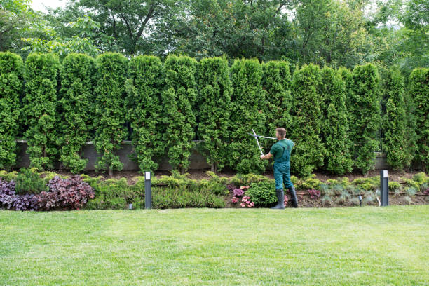 Best Root Management and Removal  in Cynthiana, KY