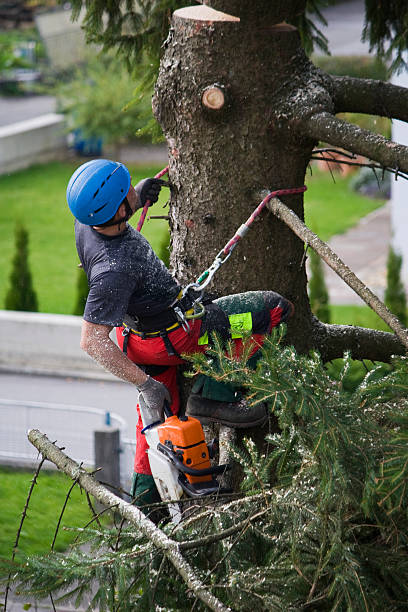 How Our Tree Care Process Works  in  Cynthiana, KY