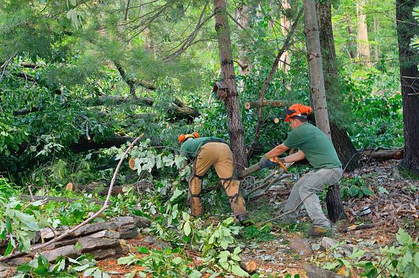 Best Tree and Shrub Care  in Cynthiana, KY