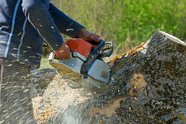 Best Tree Mulching  in Cynthiana, KY