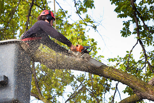 Best Lawn Renovation and Restoration  in Cynthiana, KY