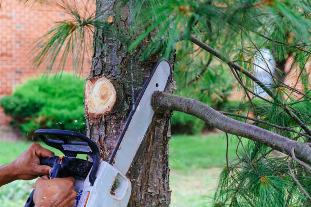 Best Commercial Tree Services  in Cynthiana, KY